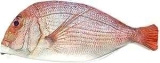 Wrapables Novelty Fish-Style Pencil Case