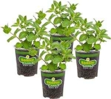 Bonnie Plants Sweet Mint Herb Plants 4-Pack
