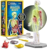 National Geographic Glow-In-The-Dark Human Body Model