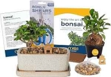 Costa Farms Bonsai Tree Kit