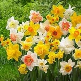 Garden State Bulb 100-Count Mixed Daffodil Bulbs