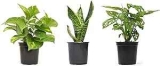Essential Houseplant Collection