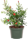 American Plant Exchange Live Miniature Pomegranate Plant 6-in Pot $23.02
