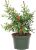 American Plant Exchange Live Miniature Pomegranate Plant 6-in Pot $23.02