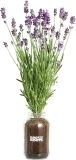 Back to the Roots Lavender Organic Windowsill Planter Kit $16.91