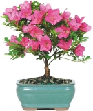 Brussels Bonsai Live Satsuki Azalea Bonsai Tree 5-yr Old $20.58