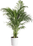 Costa Farms Cat Palm, Live Indoor Houseplant 3-4 Feet Tall $32.99