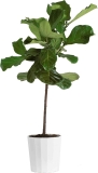 Costa Farms Fiddle Leaf Fig Tree $40.59