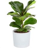 Costa Farms Little Fiddle Leaf Fig Tree 16-inch $16.63