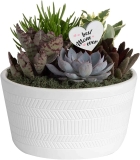 Costa Farms Live Succulent Fully Rooted Live Indoor Plants 6-In $21.61