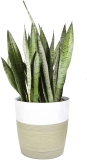 Costa Farms Premium Snake Plant, 2-3 Feet Tall $26.70