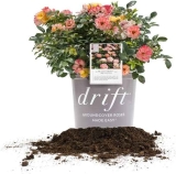 Perfect Plants Peach Drift Rose Live Plant, 1 Gallon $18.84