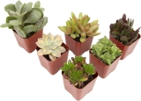 Plants for Pets Live Succulents 6-Pack
