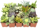 20-Pack Altman Plants Live Succulent Plants $15.68