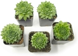 Sempervivum Live Succulent Plants 5-Pack $16