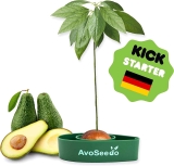 AvoSeedo Avocado Tree Growing Kit $8.96